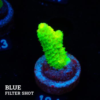 Acropora Tenuis 'Neon Green' (Verde neón)
