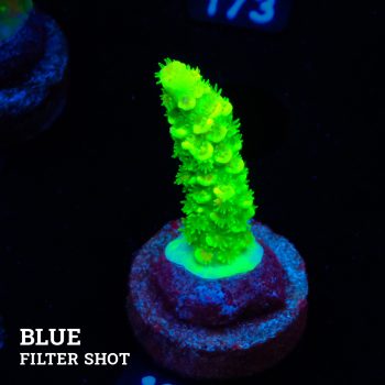Acropora Tenuis 'Neon Green' (Verde neón)