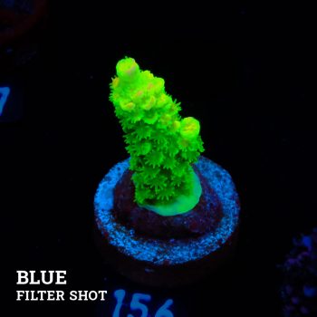 Acropora Tenuis 'Neon Green' (Verde neón)