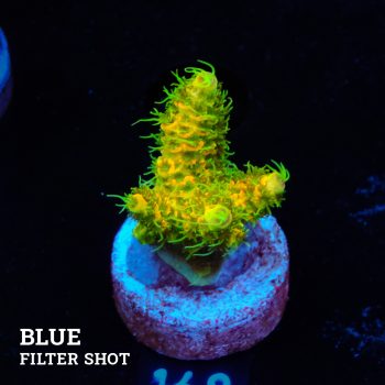 Acropora Millepora 'Solar Flare' (Destello solar)