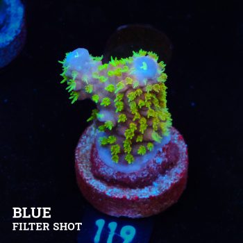 Acropora Gimmifera 'Rainbow' (Arco iris)