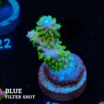 Acropora Gimmifera 'Rainbow'