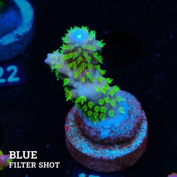 Acropora Gimmifera 'Rainbow' (Arco iris)