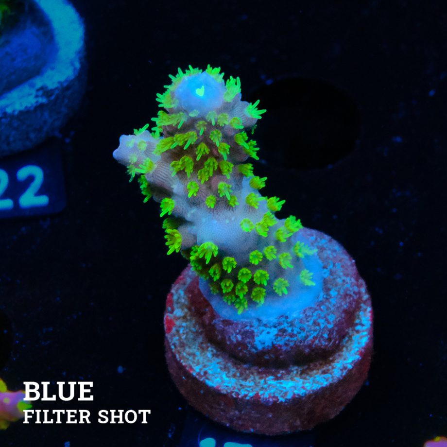 Acropora Gimmifera 'Rainbow' (Arco iris)