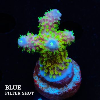 Acropora Gimmifera 'Rainbow' (Arco iris)