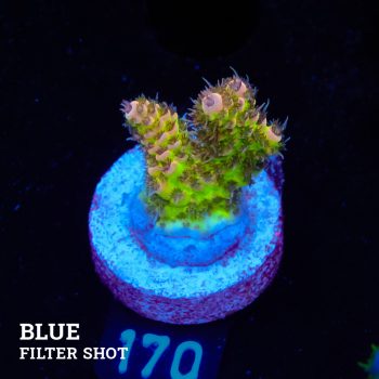 Acropora 'Hyacinthus Green Base'