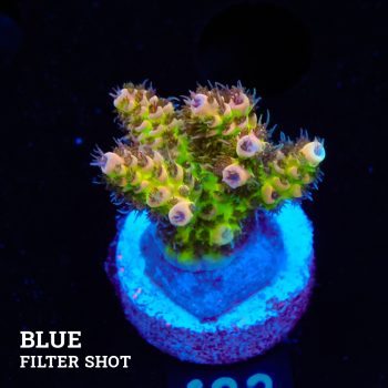 Acropora 'Hyacinthus Green Base'