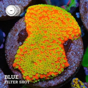 Montipora 'Sunset'