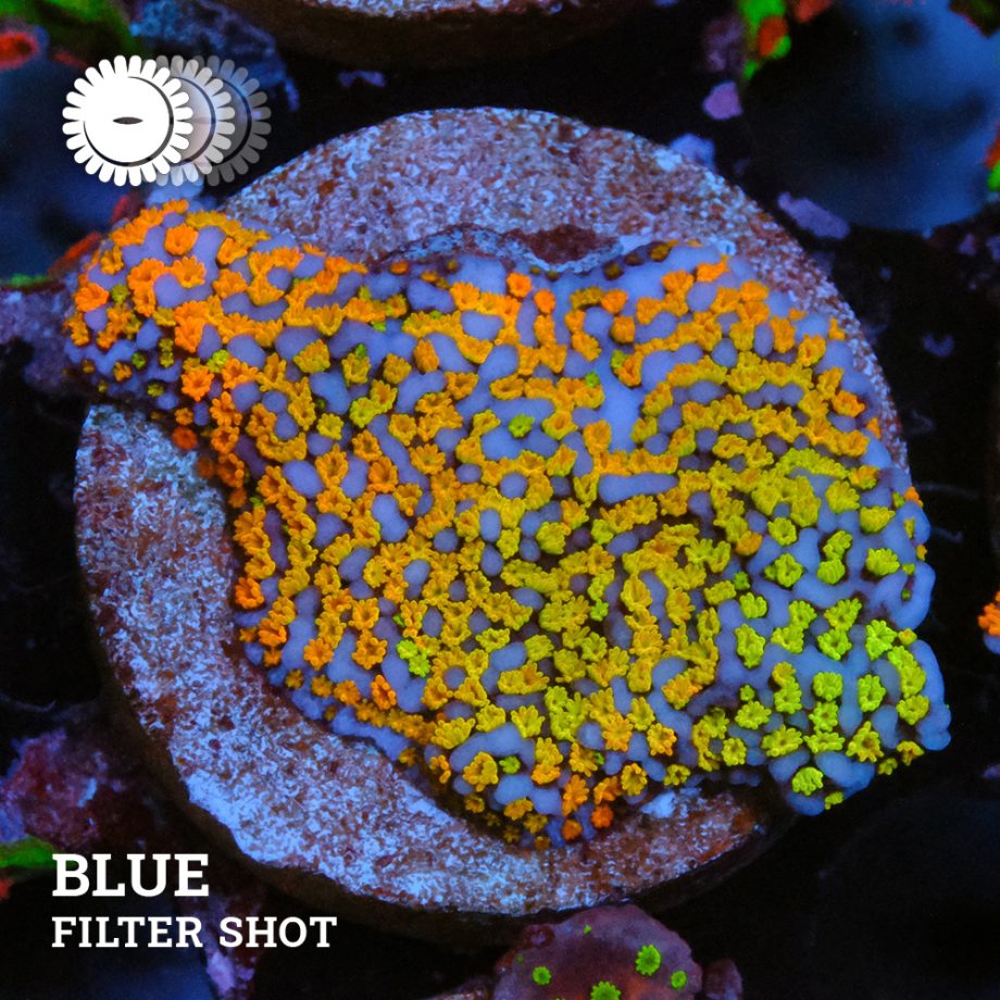 Montipora 'Classic Rainbow'