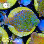 VDS - Montipora 'Classic Rainbow'