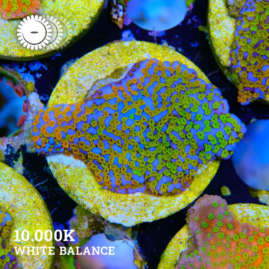 Montipora 'Classic Rainbow'