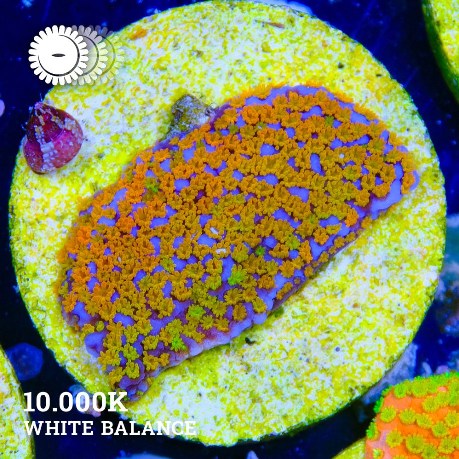 Montipora 'Classic Rainbow'