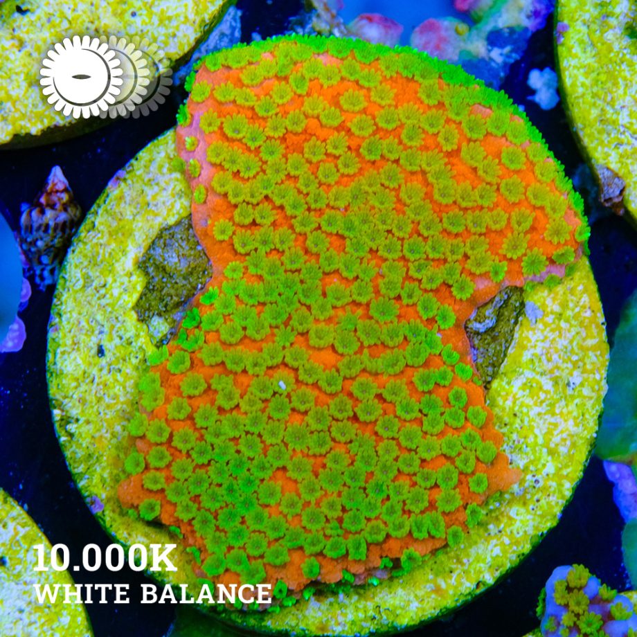Montipora 'Sunset'