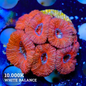Micromussa Lordensis 'Acan'