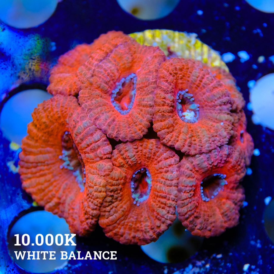 Micromussa Lordensis 'Acan'