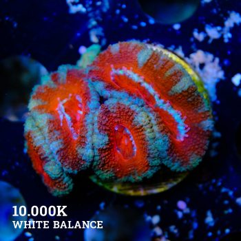 Micromussa Lordensis 'Acan'