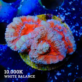 Micromussa Lordensis 'Acan'