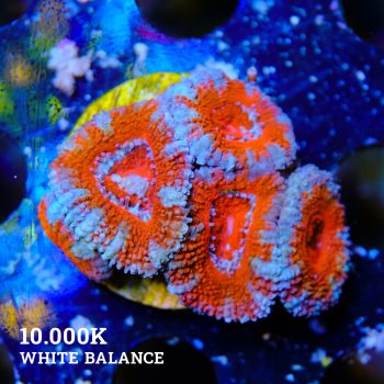 Micromussa Lordensis 'Acan'