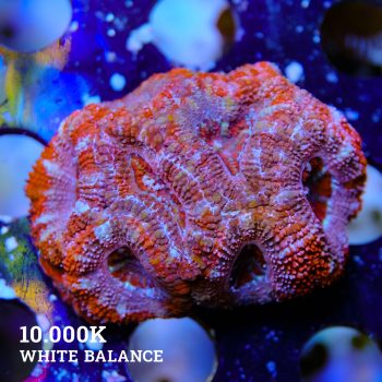 Micromussa Lordensis 'Acan'