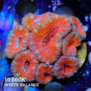 Micromussa Lordensis 'Acan'