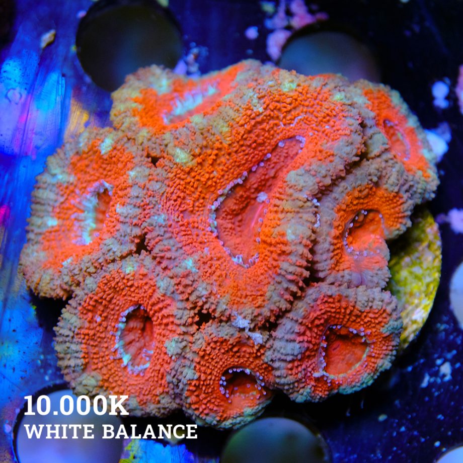 Micromussa Lordensis 'Acan'