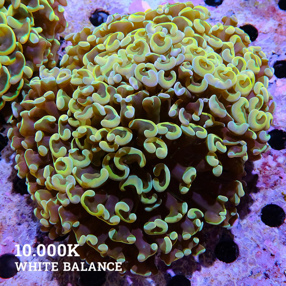 Fimbriaphyllia Ancora 'Yellow & Green Rim'