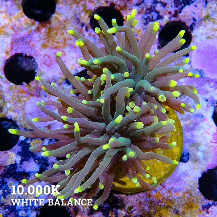 Euphyllia 'Yellow Tips', 2 Polyps