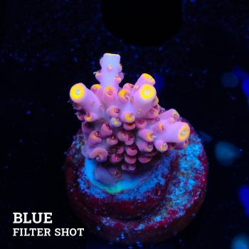 Acropora Rosaria 'Yellow Tips'