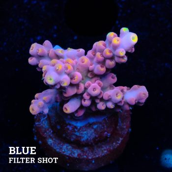 Acropora Rosaria 'Yellow Tips'