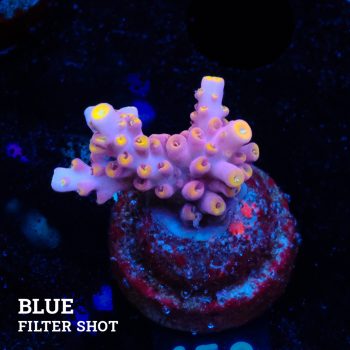 Acropora Rosaria 'Yellow Tips'