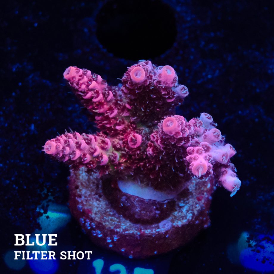 Acropora Millepora 'Pink'
