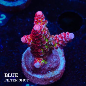 Acropora 'Fluo Bicolor II'