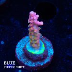 Acropora 'Confetti Ultra'