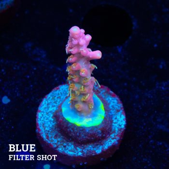 Acropora 'Confetti Ultra'
