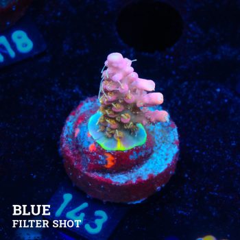 Acropora 'Confetti Ultra'