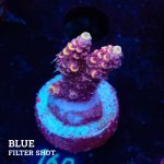 Acropora Millepora 'Yellow Tips'