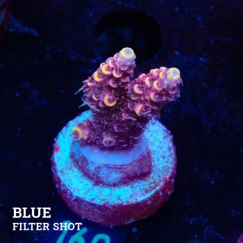 Acropora Millepora 'Yellow Tips'