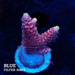 Acropora Millepora 'Yellow Tips'