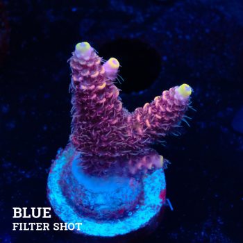 Acropora Millepora 'Yellow Tips'