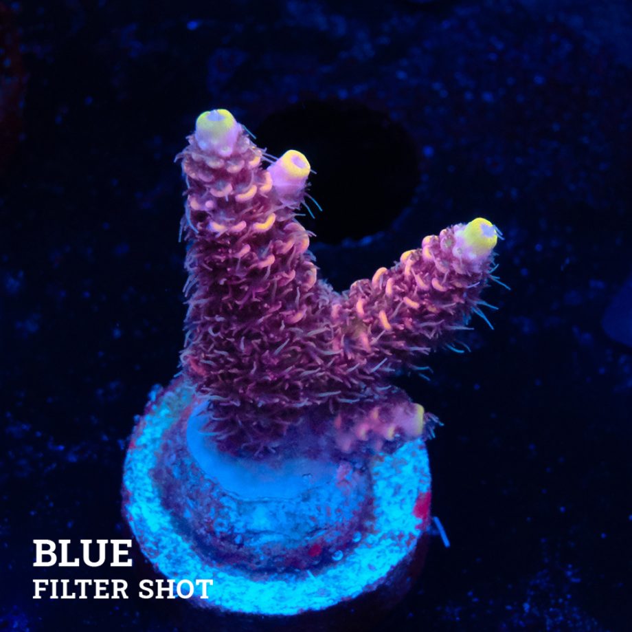 Acropora Millepora 'Yellow Tips'