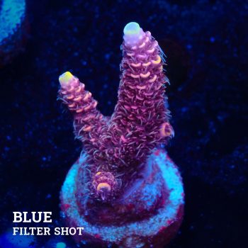 Acropora Millepora 'Yellow Tips'