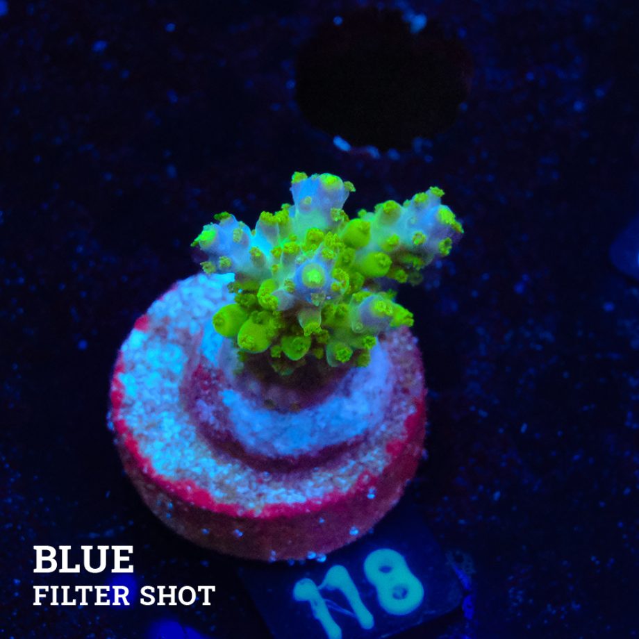 Acropora Subulata