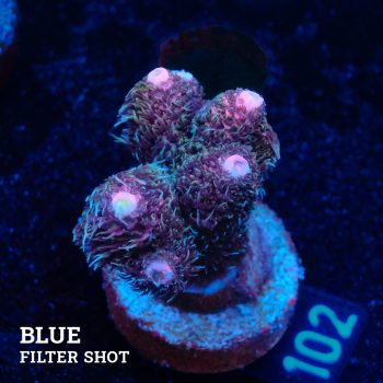Acropora Millepora 'Long Polyp'