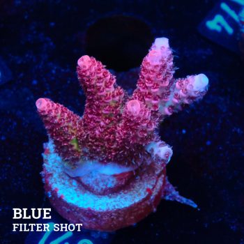 Acropora Millepora 'Pink'