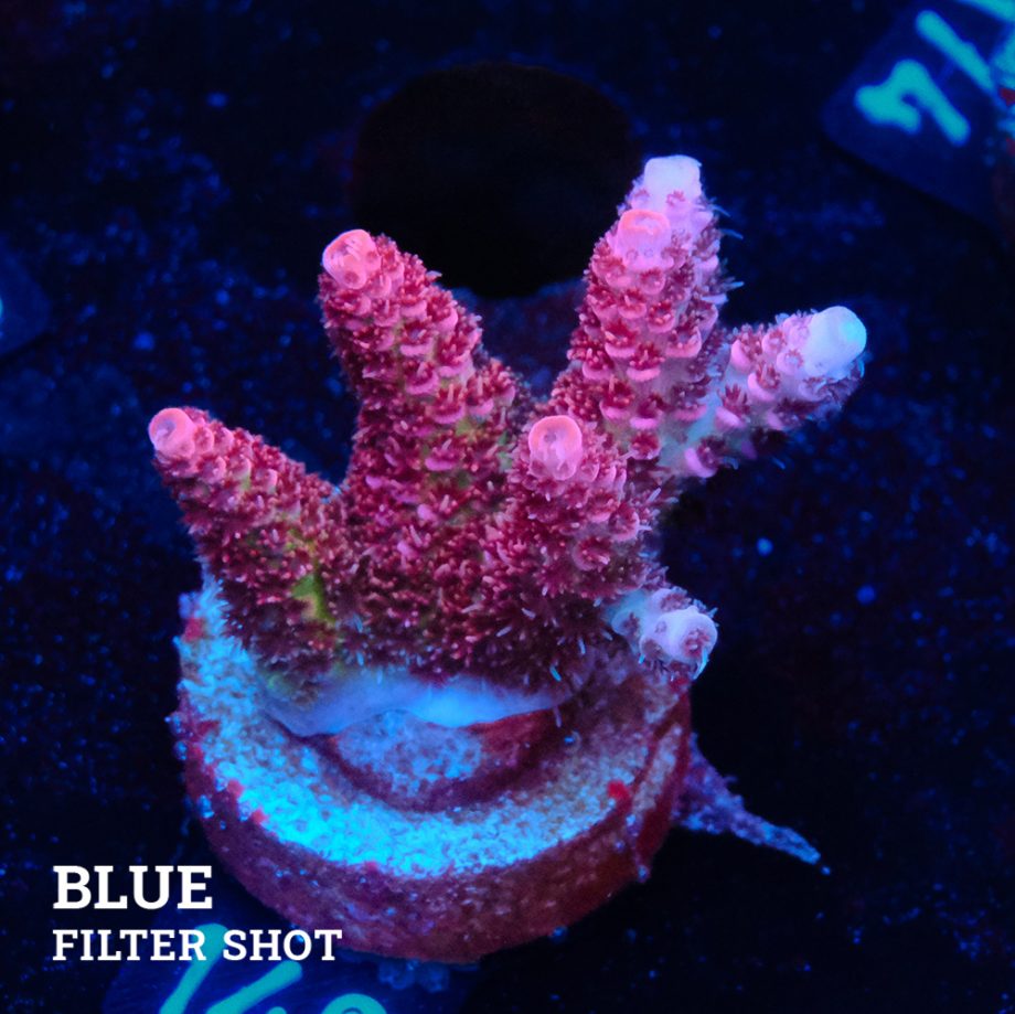 Acropora Millepora 'Pink