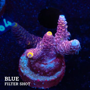 Acropora Millepora 'Yellow Tips'