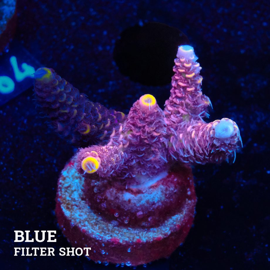 Acropora Millepora 'Yellow Tips'