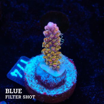 Acropora 'Confetti Ultra'
