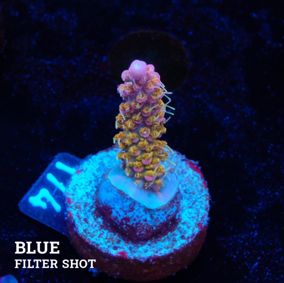 Acropora 'Confetti Ultra