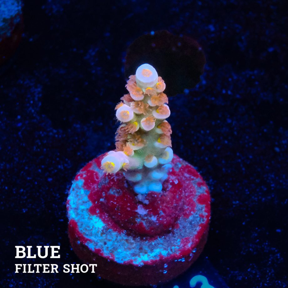 Acropora Tenuis 'Orange Polyps' B-Ware